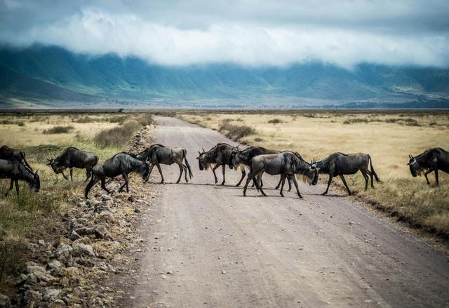 Ngorongoro Crater